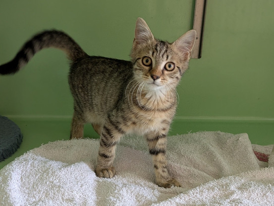 Adopter Berlioz