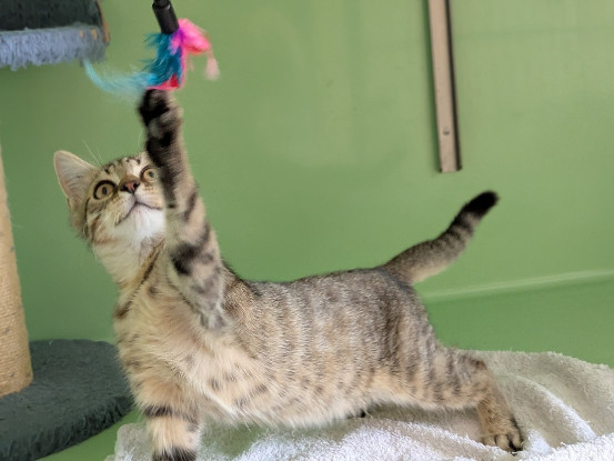 Adoption Berlioz