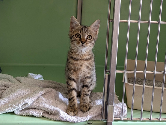 Adoption Berlioz