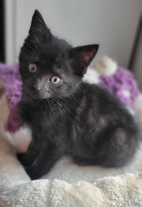 Adopter Bessie