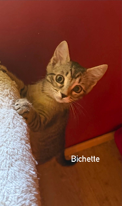 Adopter Bichette