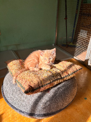 Adopter Bijoux