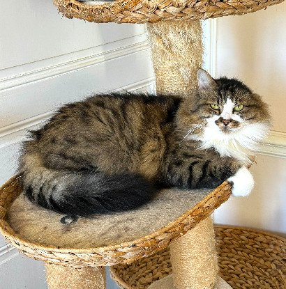 Adopter Birdy