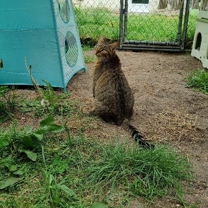 Adopter Birdy