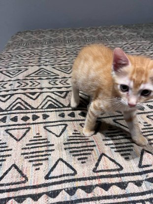 Adopter Biscuit