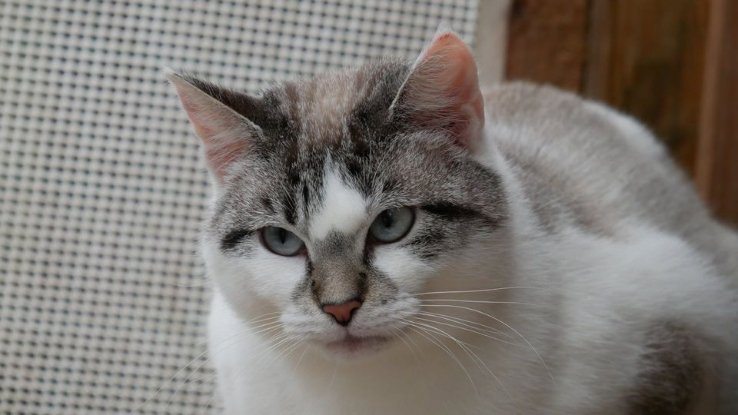 Adopter Bleuenn