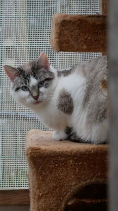 Adopter Bleuenn