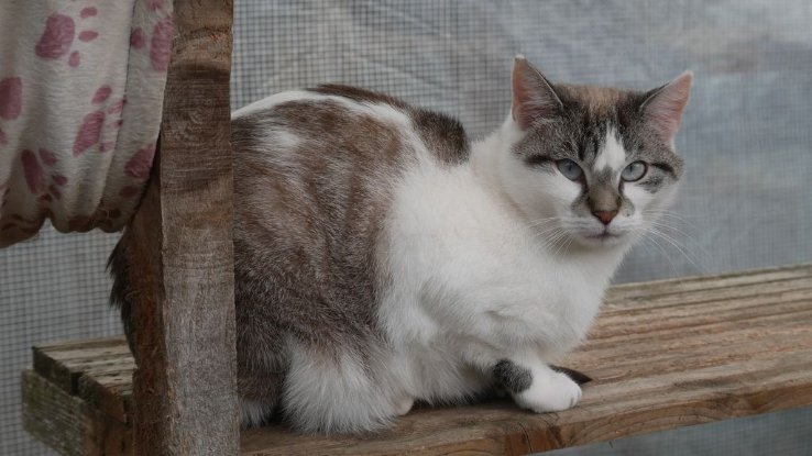 Adoption Bleuenn