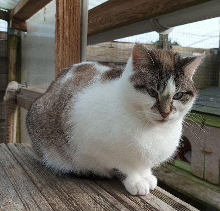 Adoption Bleuenn