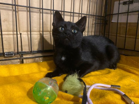 Adopter Bliss
