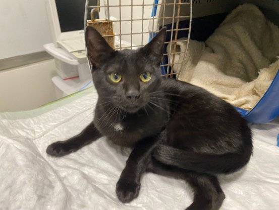 Adopter Bliss