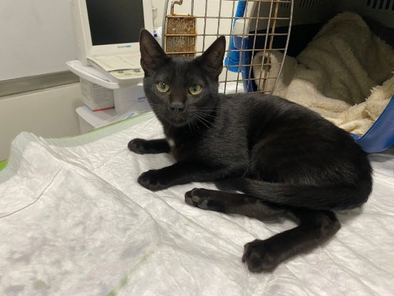Adoption Bliss