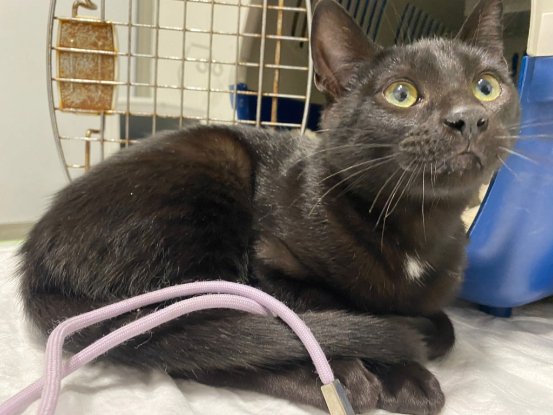 Adoption Bliss