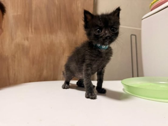 Adopter Bluey