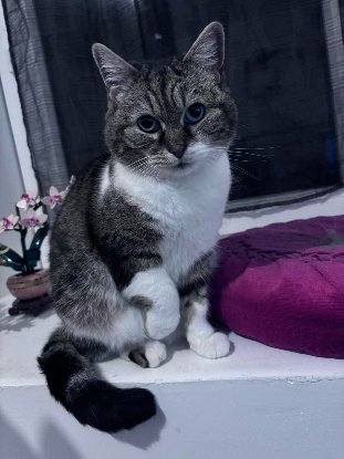 Adopter Boo