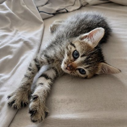 Adopter Bouboule