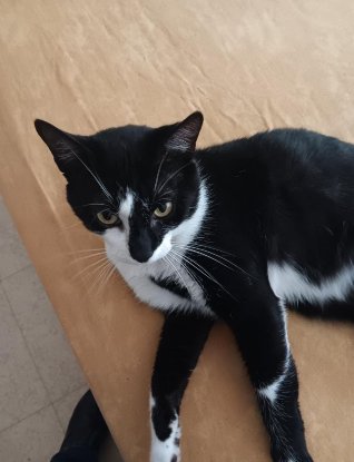 Adopter Bouty