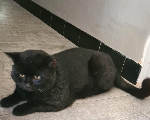 Adopter Braham