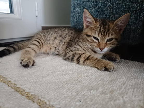 Adopter Breeze