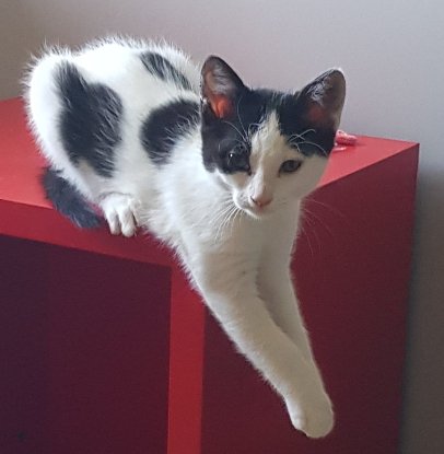 Adopter Brioche