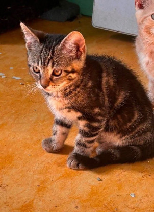 Adopter Brume