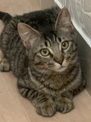 Adopter Brunette