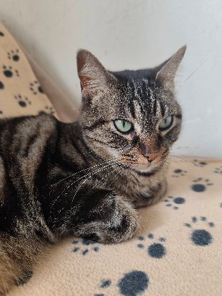 Adopter Buffy