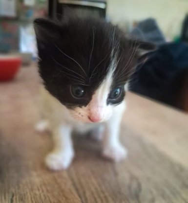 Adopter Bulle