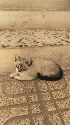 Adopter Burton