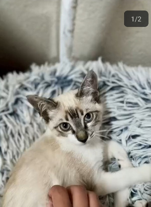 Adoption Burton