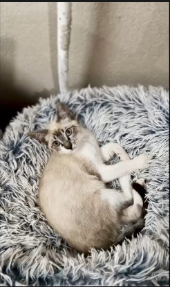 Adoption Burton
