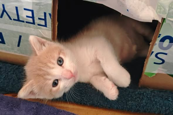 Adopter Buzz