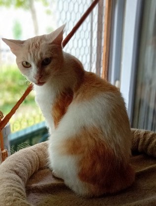 Adopter Cacahuete