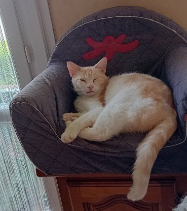 Adopter Cacahuete