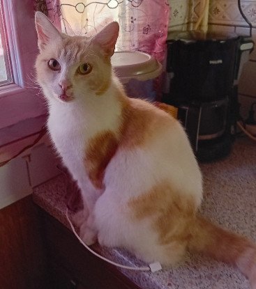 Adoption Cacahuete