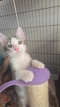 Adopter Cajou