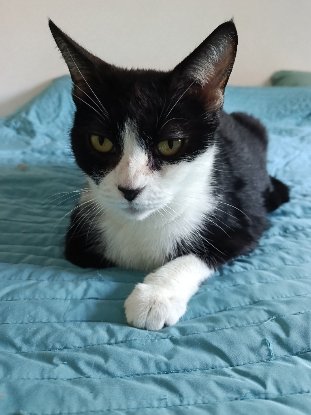 Adopter Cali