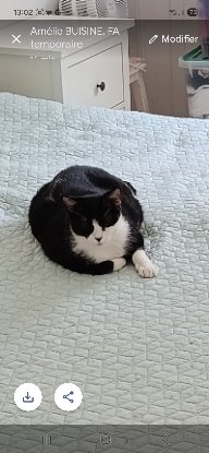 Adoption Cali