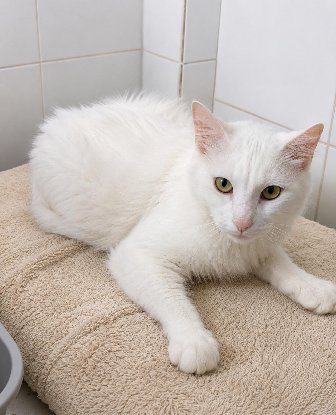 Adopter César