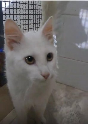 Adopter César