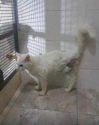 Adoption César