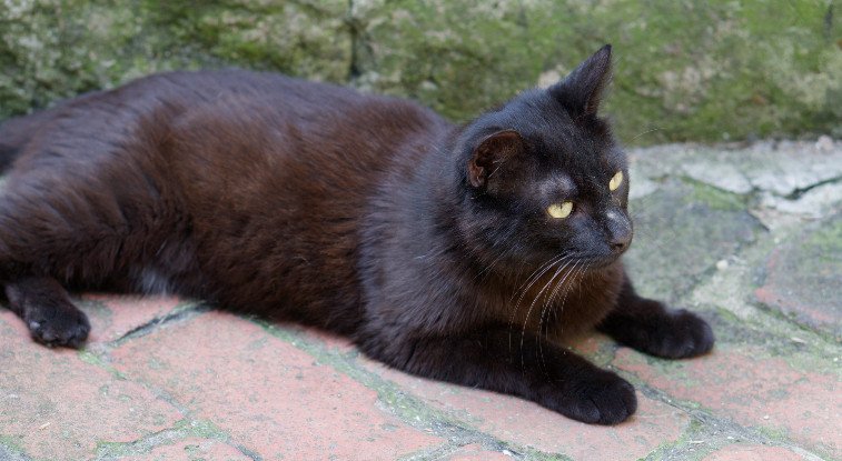 Adopter Chappy