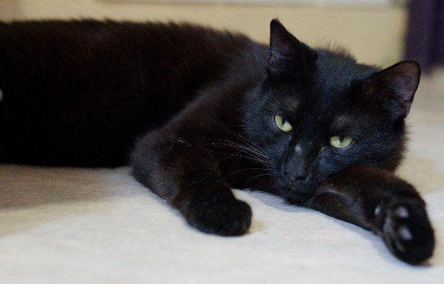 Adopter Chappy