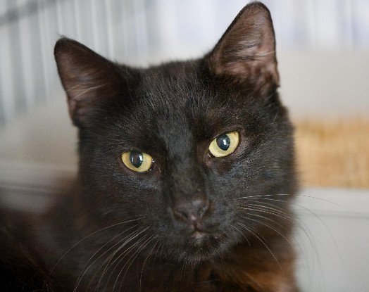 Adoption Chappy