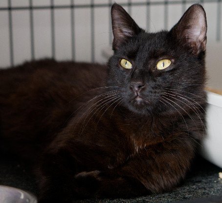 Adoption Chappy