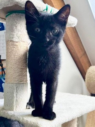 Adopter Chaussette