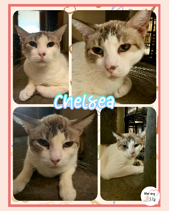 Adopter Chelsea