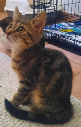 Adopter Chipou