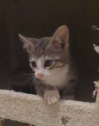Adopter Chopin