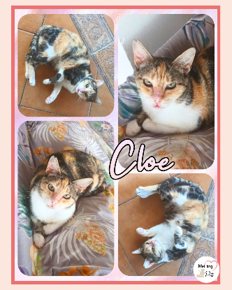 Adopter Cloe